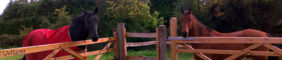 Wellgrove Farm Equestrian - riding stables in Pembury, Kent, near Tunbridge Wells