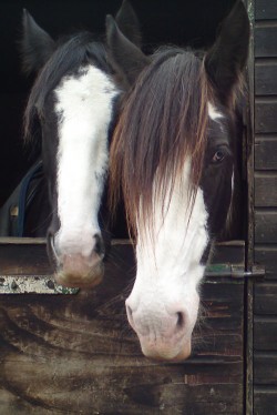 Sweep and her friend Blue